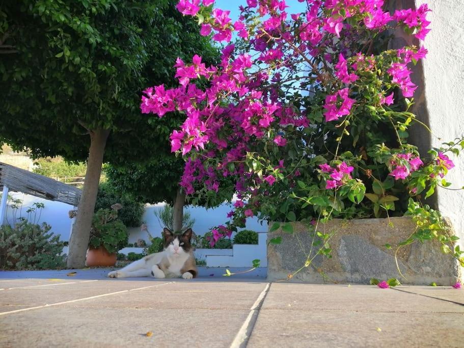 הוילה Lucainena de las Torres Casa Jardin. Vivienda Rural En Zona Tranquila. מראה חיצוני תמונה