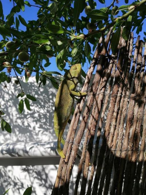 הוילה Lucainena de las Torres Casa Jardin. Vivienda Rural En Zona Tranquila. מראה חיצוני תמונה